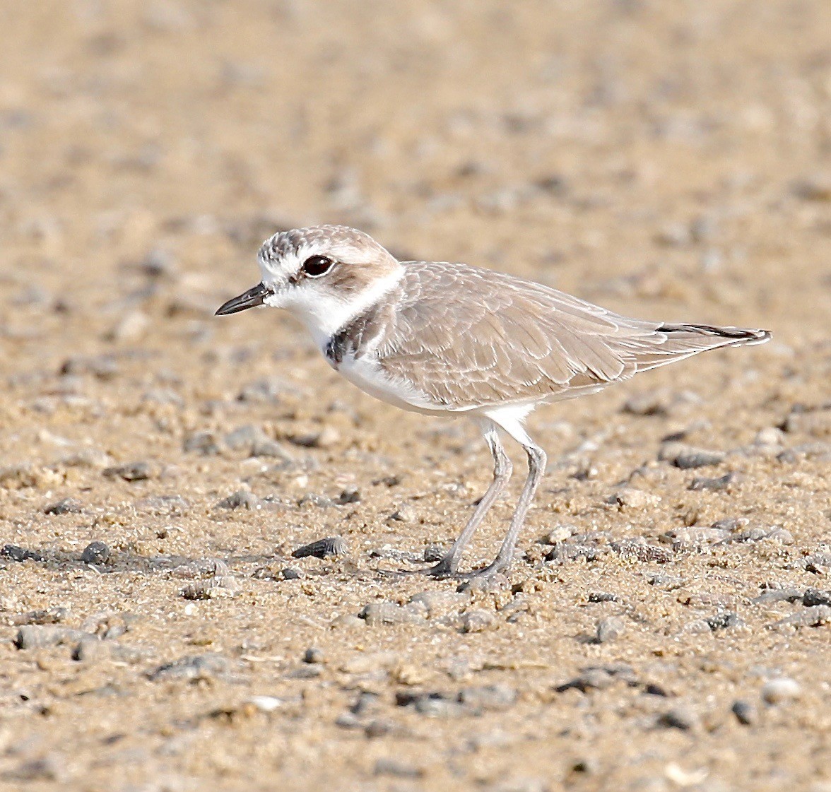 Kentish Plover - Mark  Hogarth