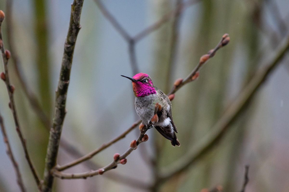 Anna's Hummingbird - ML523786741