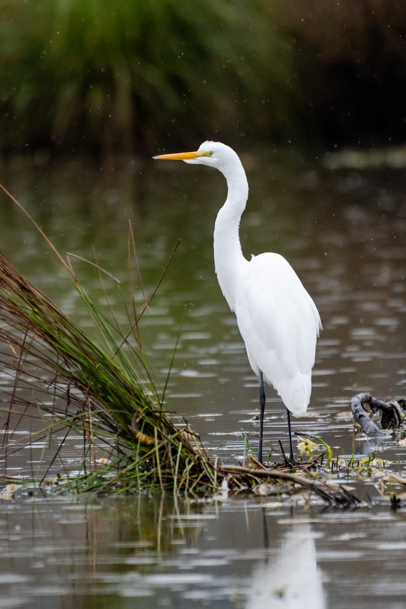 Great Egret - Chris Brodell