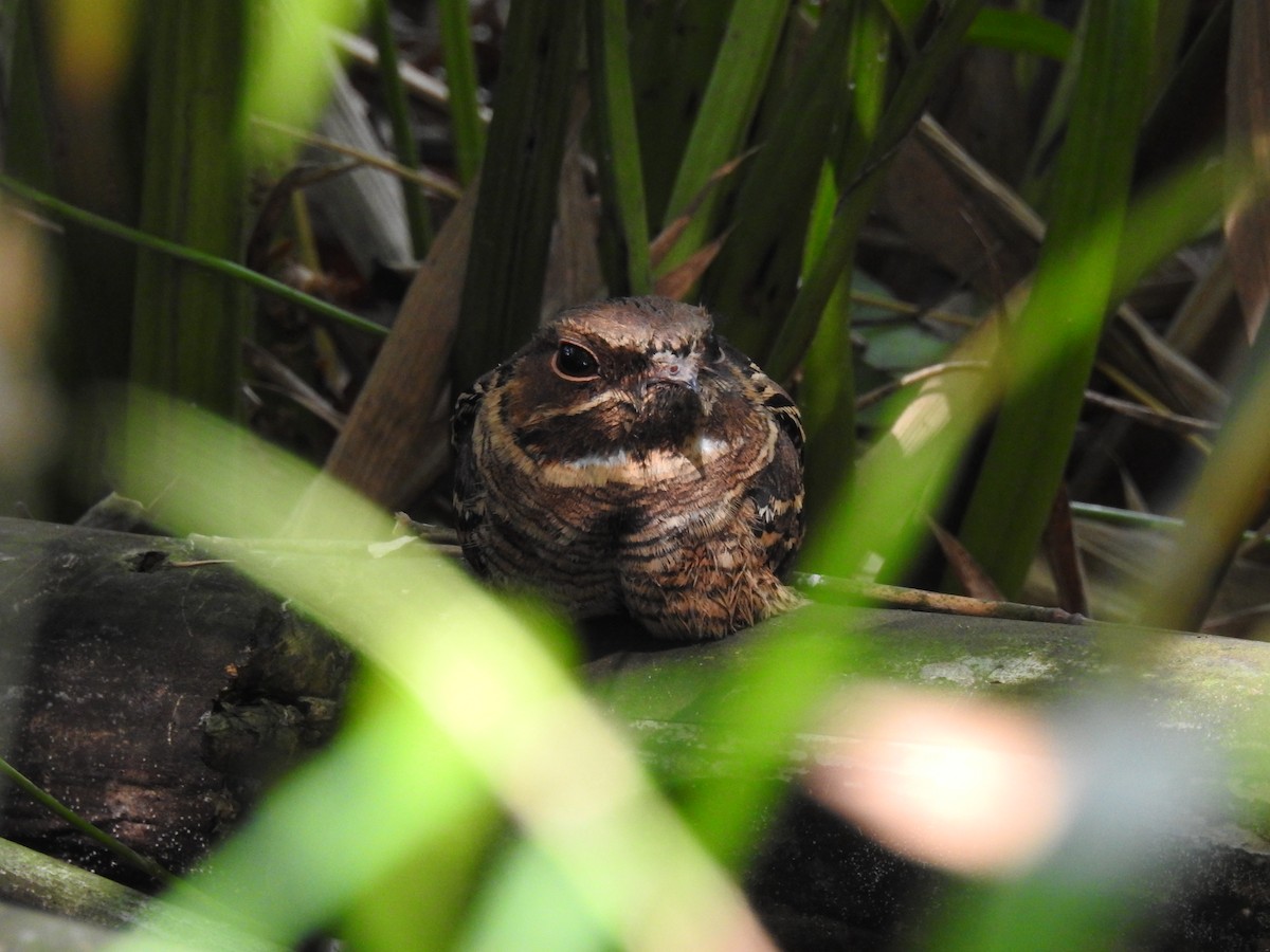 Common Pauraque - ML523787951