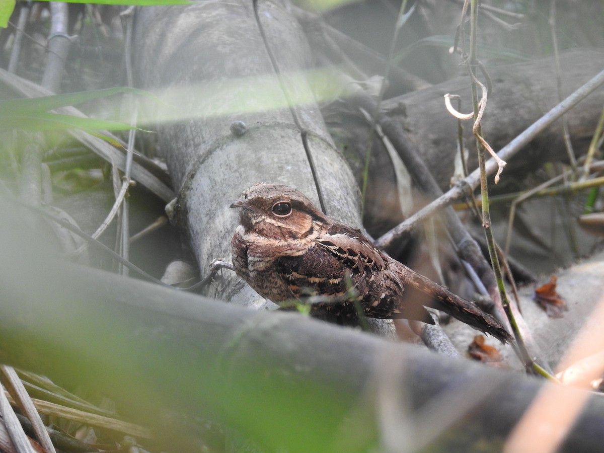 Common Pauraque - ML523787961