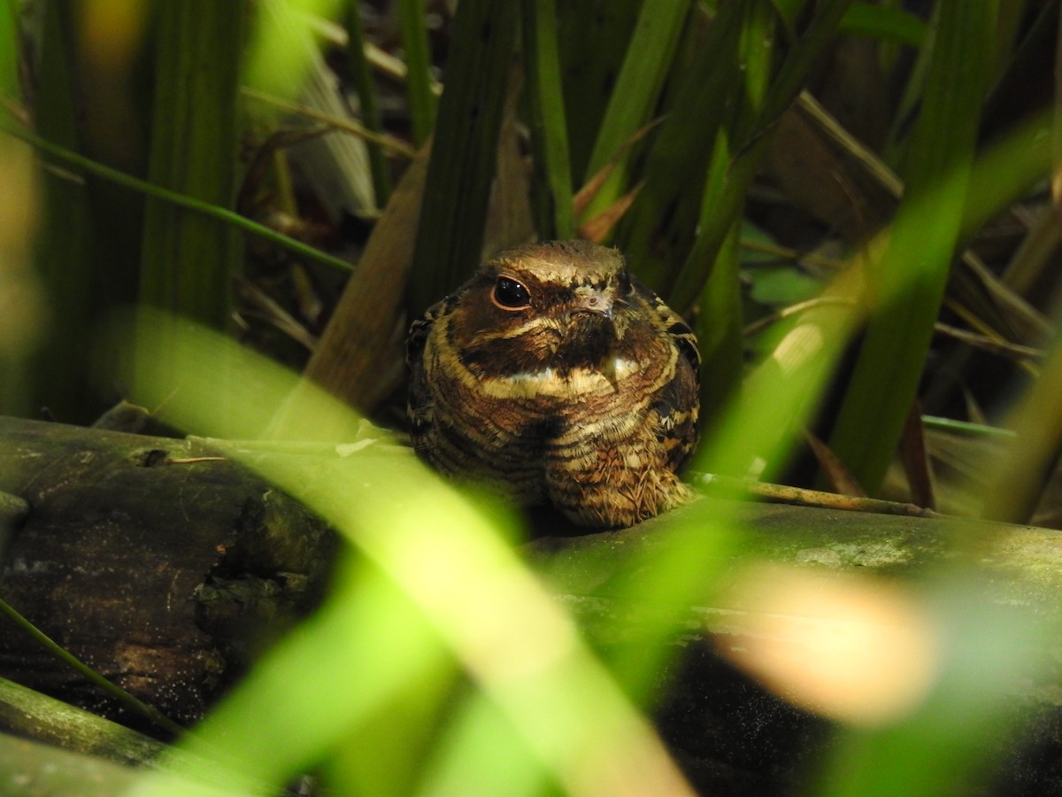 Common Pauraque - ML523787971