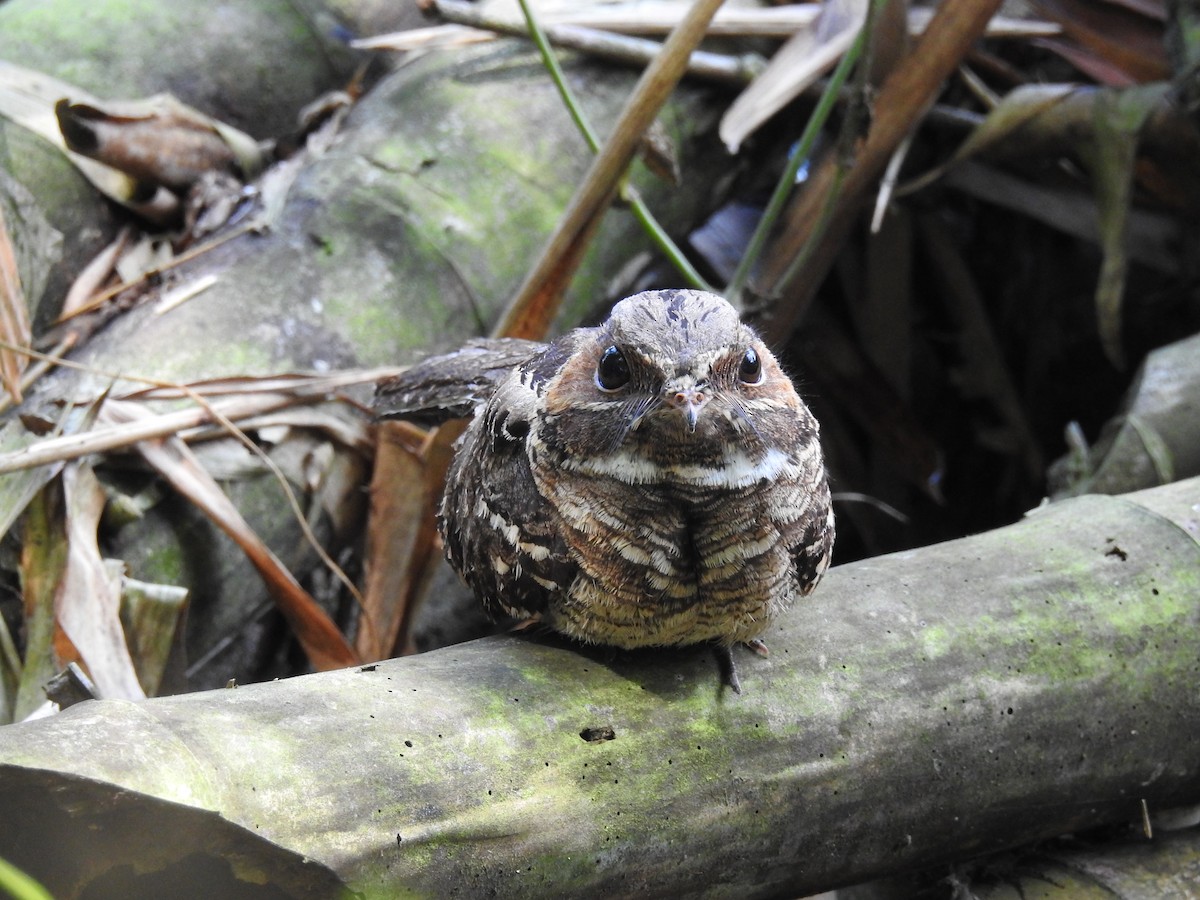 Common Pauraque - ML523787981