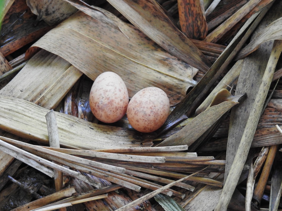 Common Pauraque - ML523787991