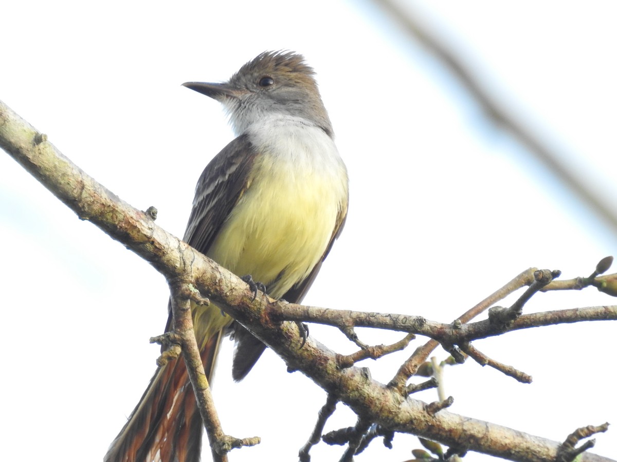 Brown-crested Flycatcher - ML523788581