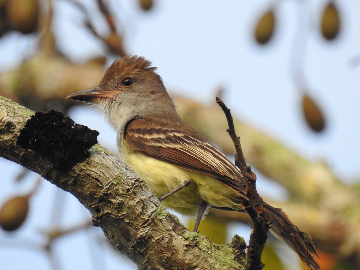 Brown-crested Flycatcher - ML523788591