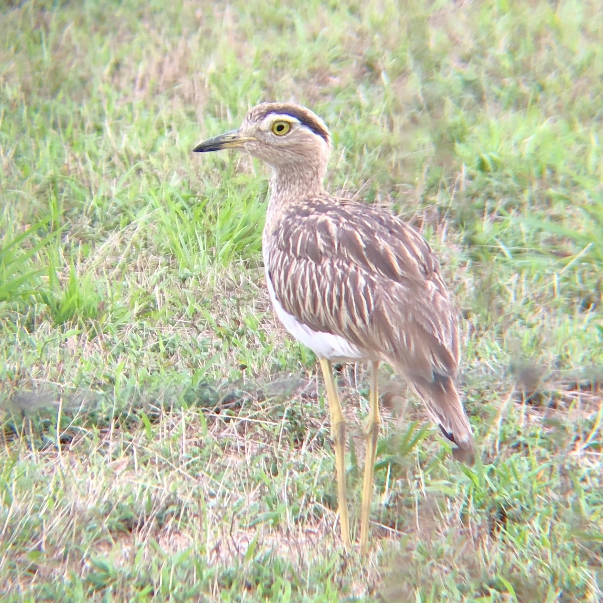 Double-striped Thick-knee - ML523788641