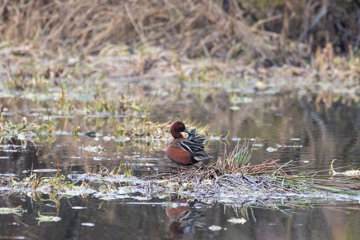 Cinnamon Teal - ML523788881