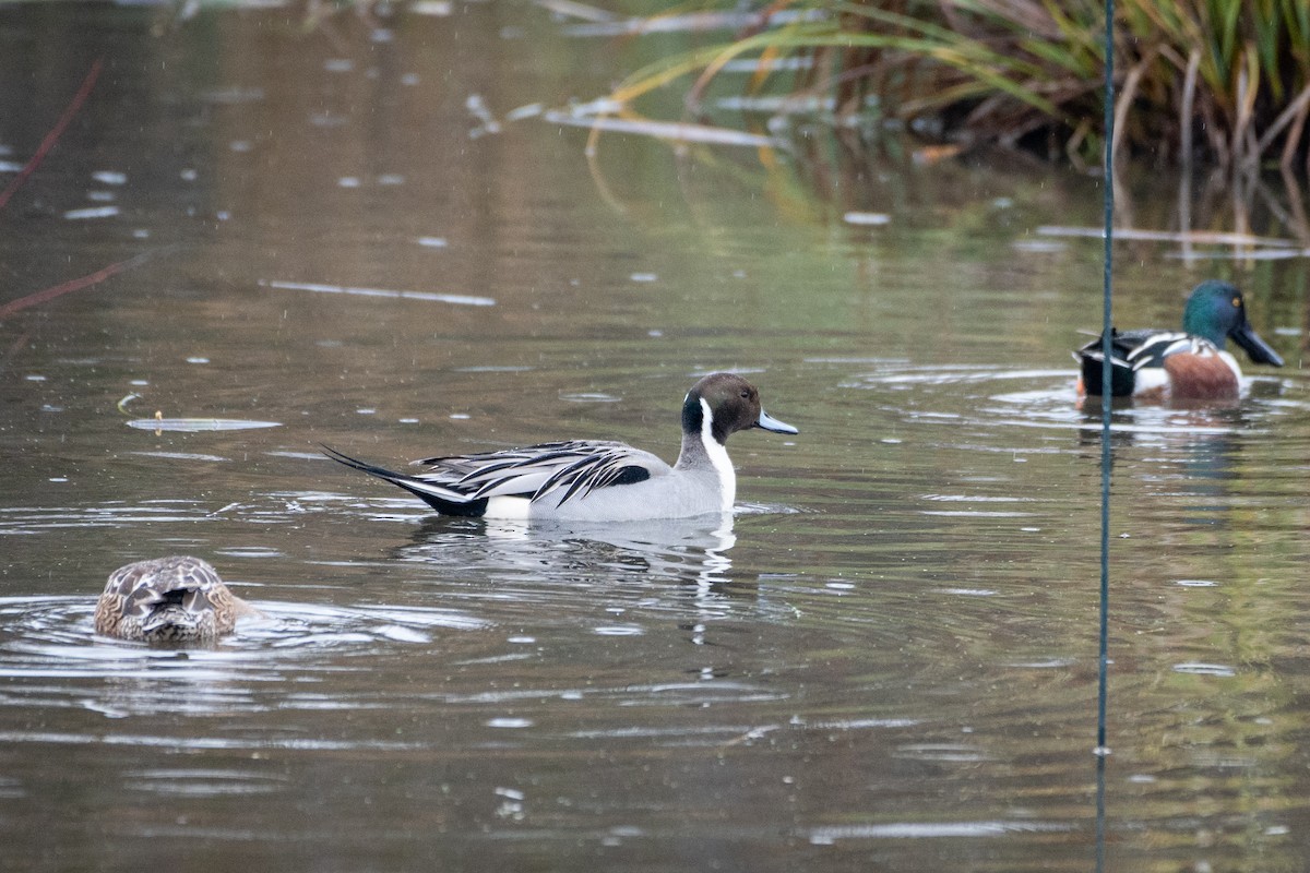 Northern Pintail - ML523788901