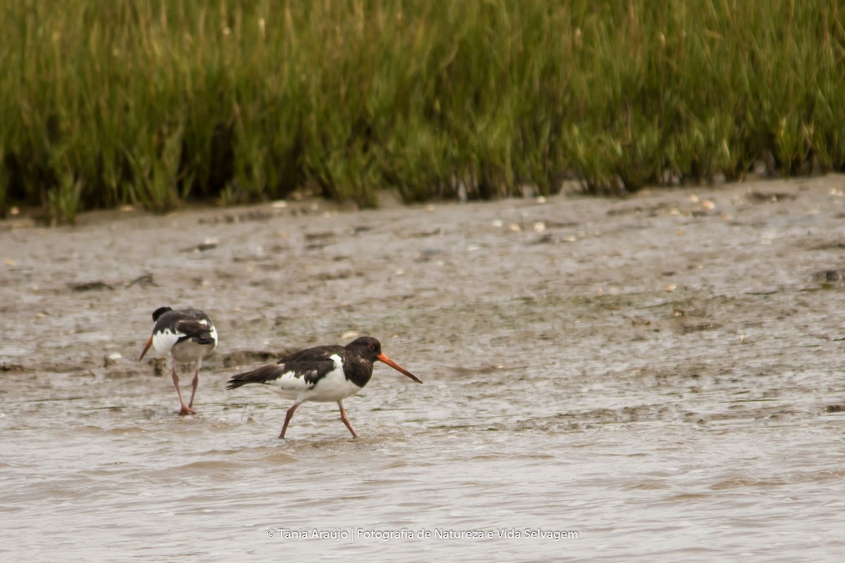 Eurasian Oystercatcher - ML52378891