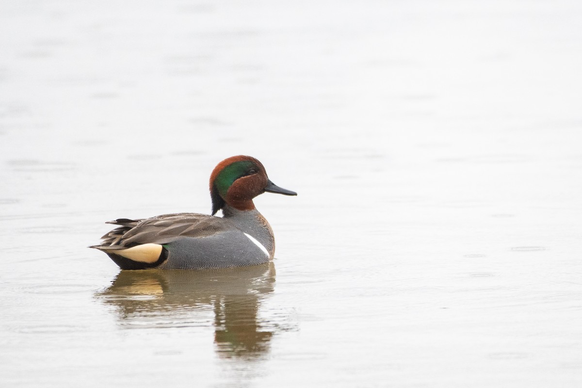 Green-winged Teal - ML523788921