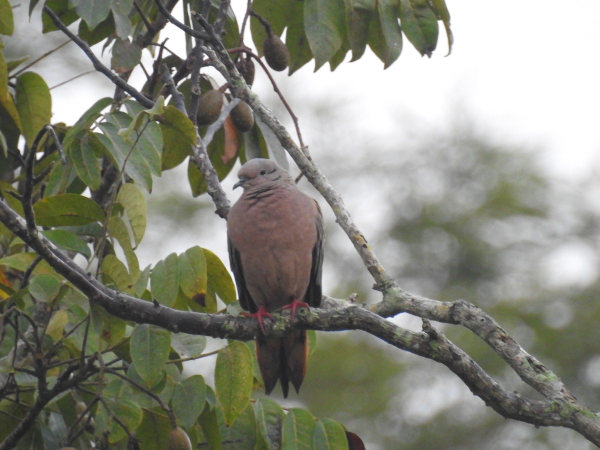 Eared Dove - ML523788931