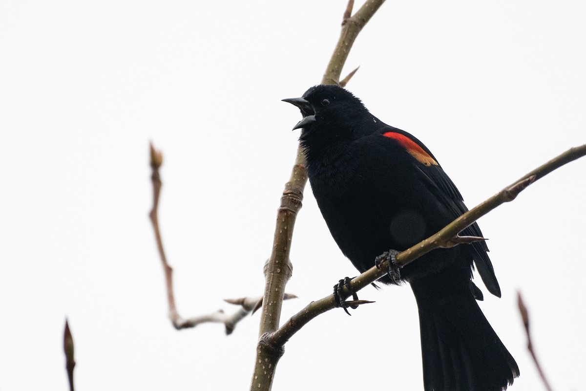 Red-winged Blackbird - ML523789101