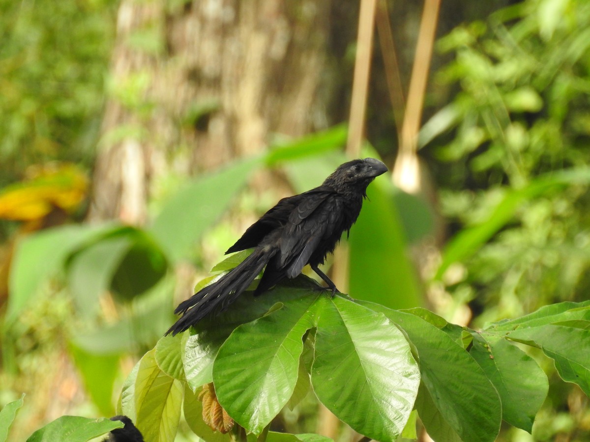 Smooth-billed Ani - ML523789111