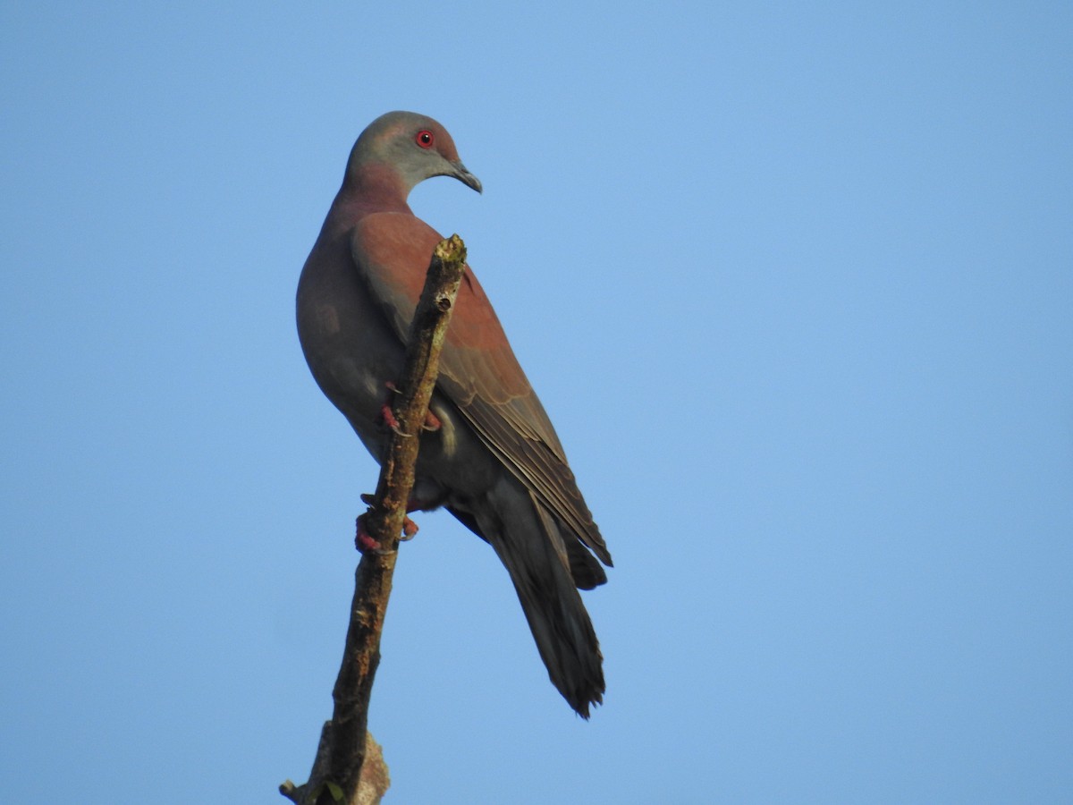 Pale-vented Pigeon - ML523789191