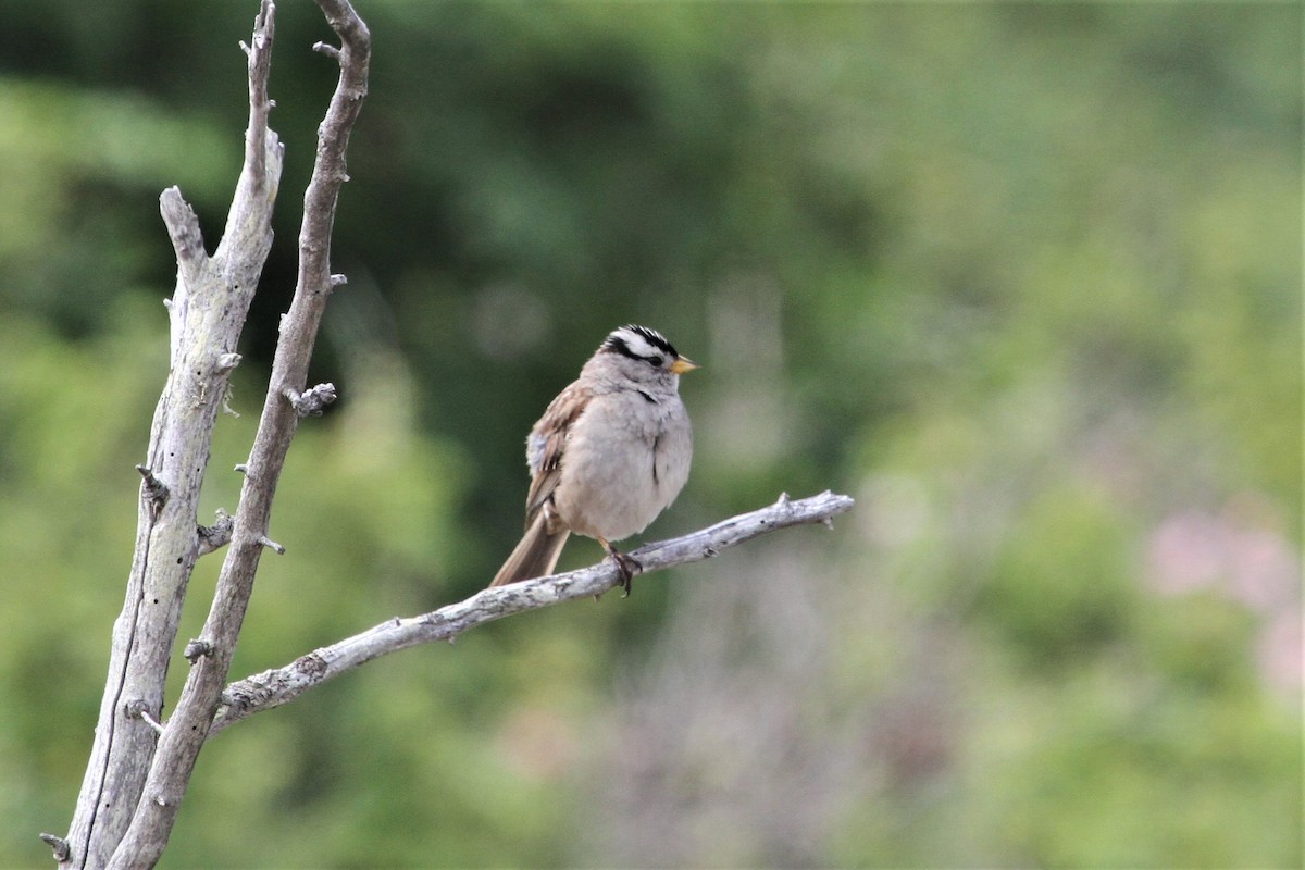 White-crowned Sparrow - John F. Gatchet