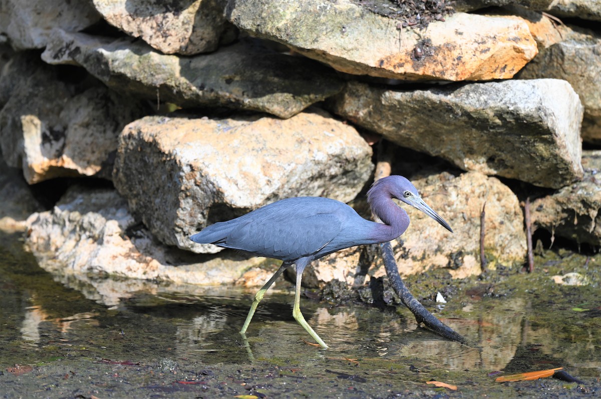 Little Blue Heron - Julie Mergl