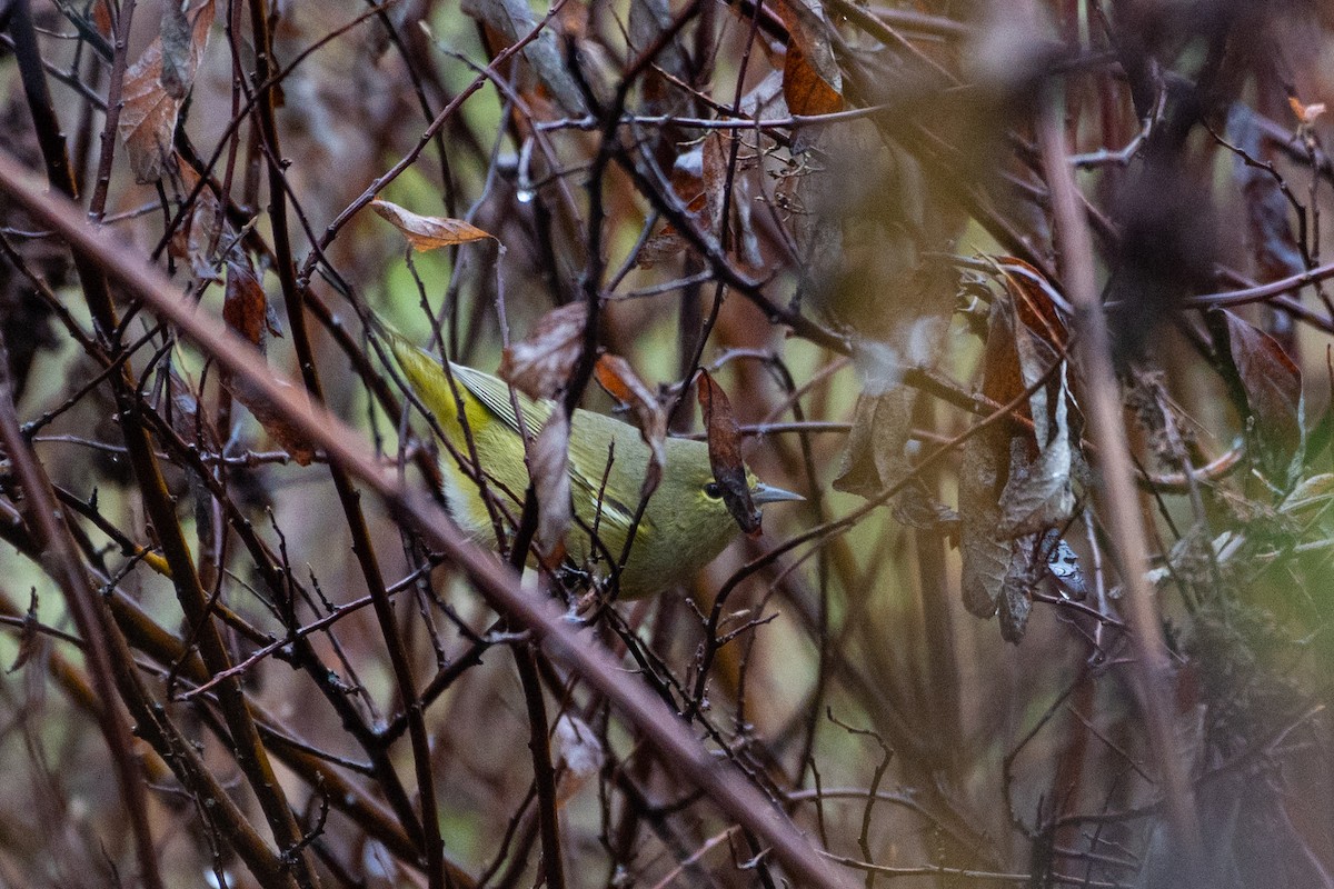 Orange-crowned Warbler - ML523789661