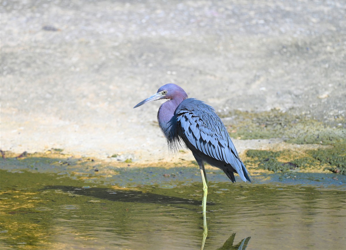 Little Blue Heron - Julie Mergl