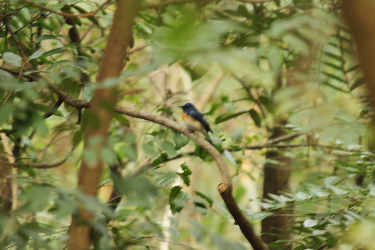 Blue-throated Flycatcher - ML523792371