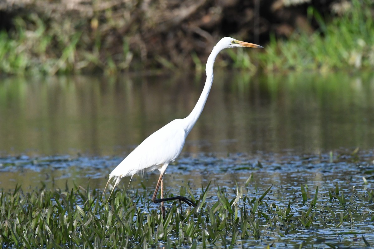 Great Egret - ML523792381