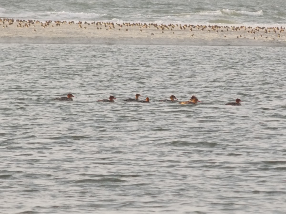 Red-breasted Merganser - ML52379241