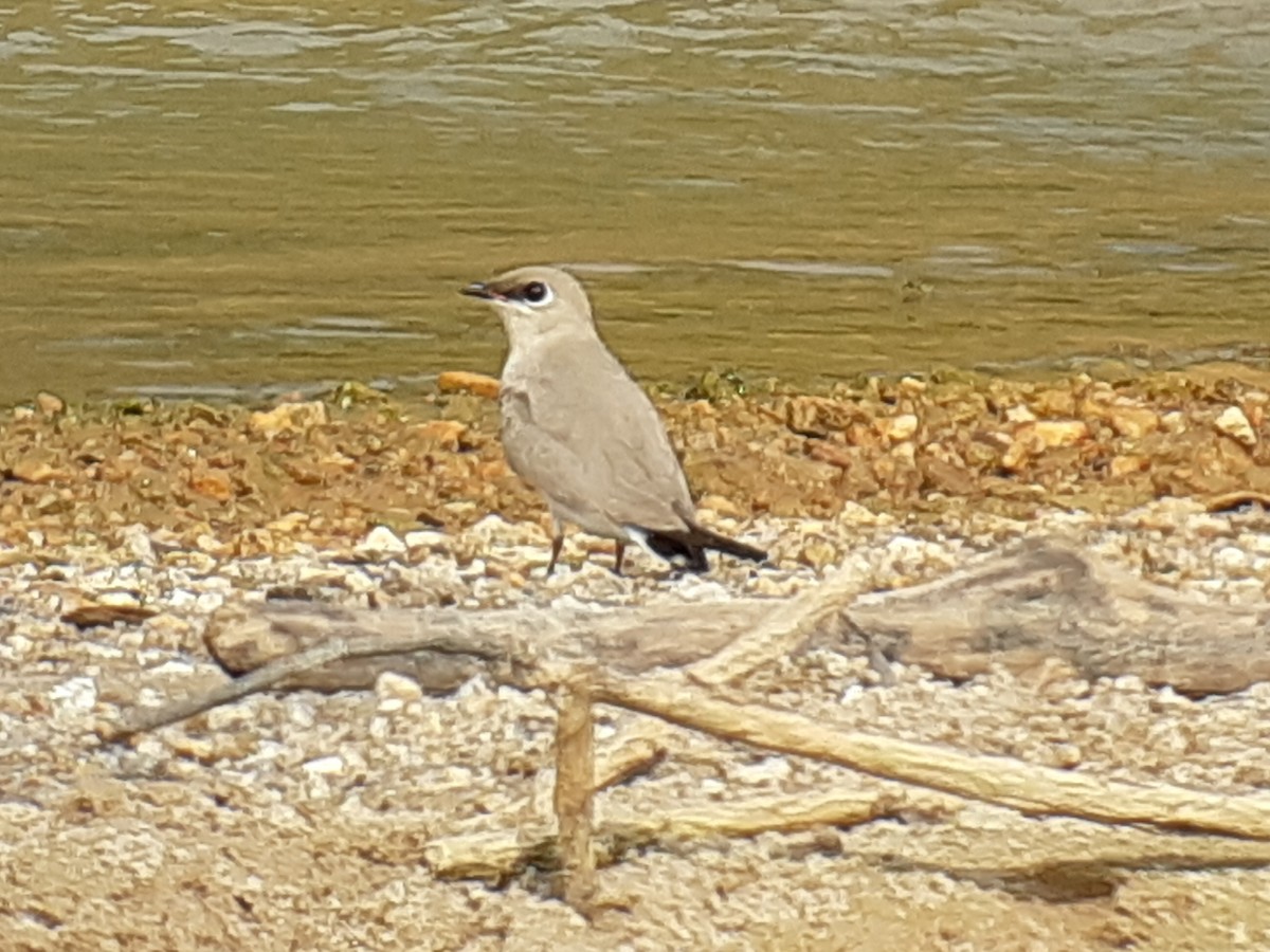 Small Pratincole - ML523792721