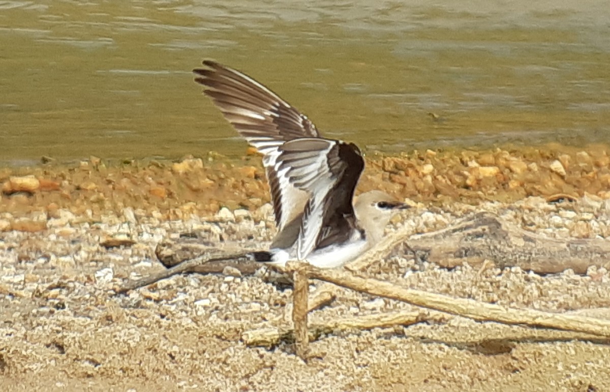 Small Pratincole - ML523792731