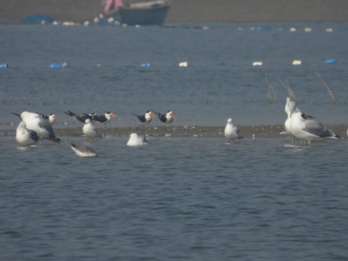 Indian Skimmer - ML523792781