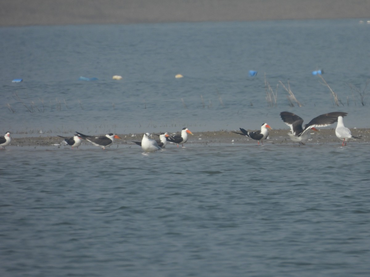 Indian Skimmer - ML523792961