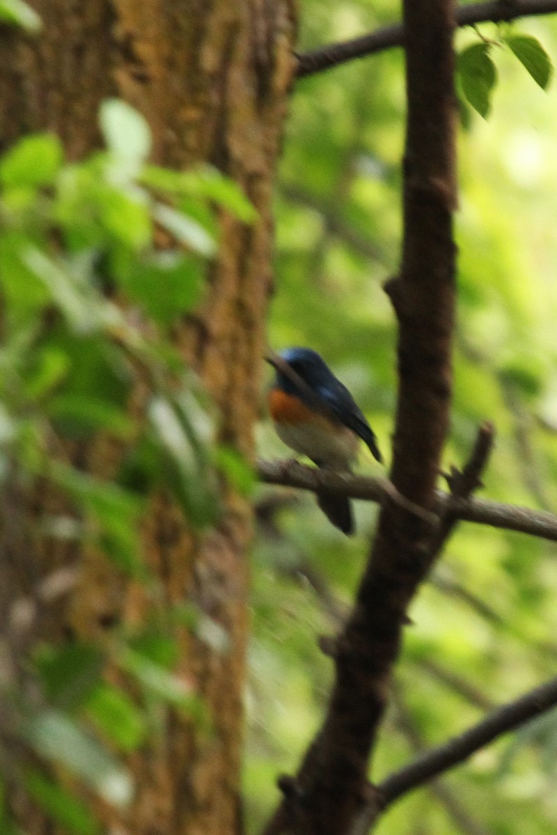 Blue-throated Flycatcher - ML523793351