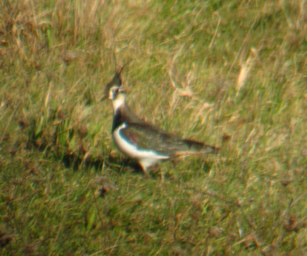 Northern Lapwing - ML523793371