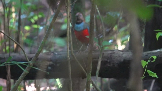 Papua-Blaubrustpitta - ML523793471