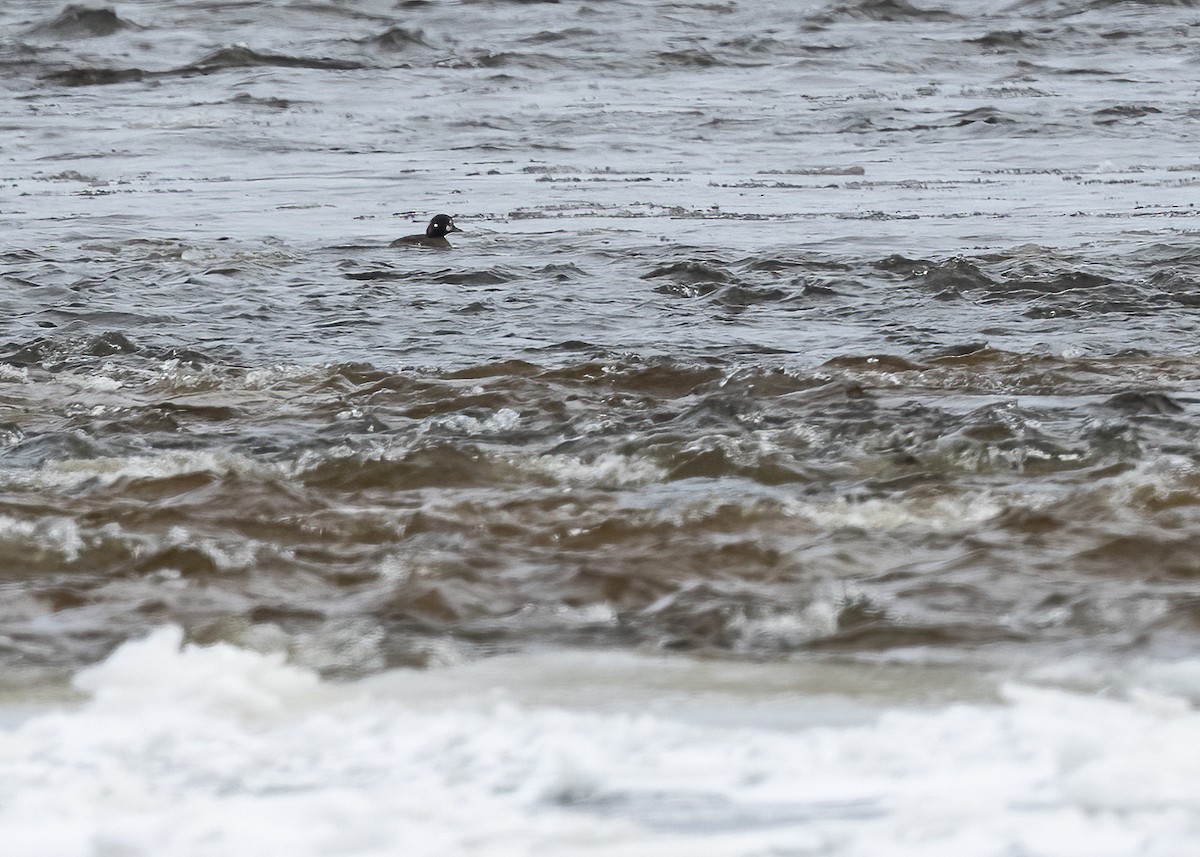 Harlequin Duck - ML523793481