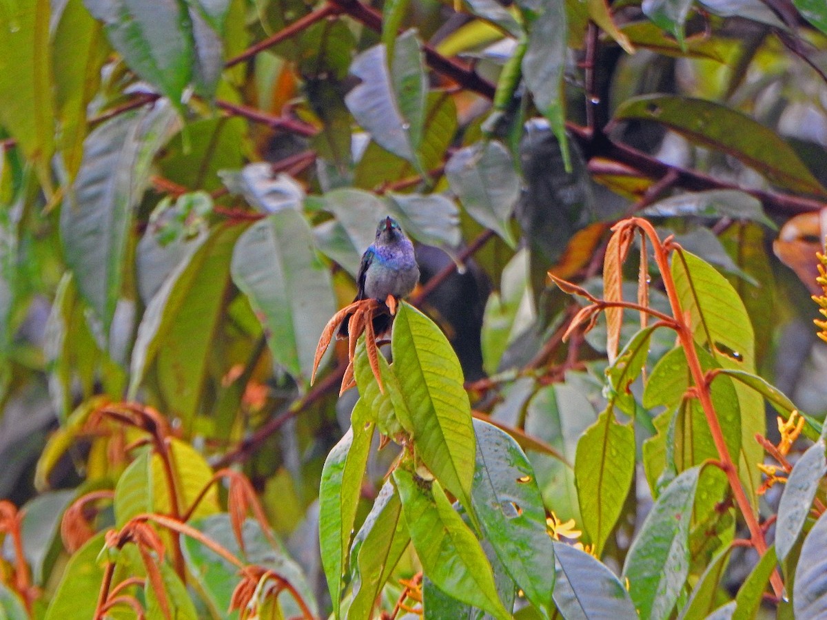 Blue-chested Hummingbird - ML523793541