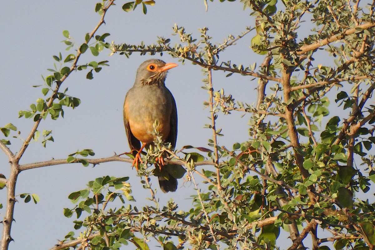 African Bare-eyed Thrush - ML523793561