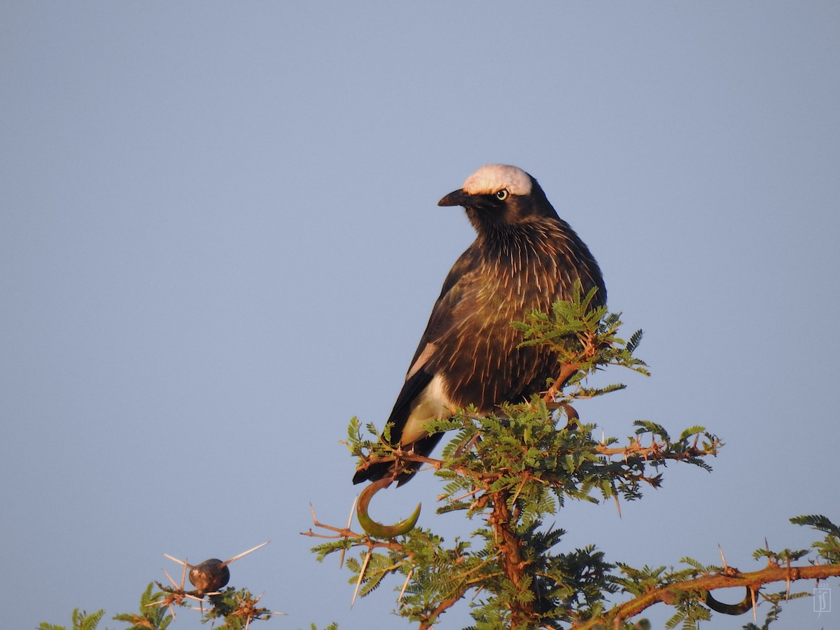 White-crowned Starling - ML523793801