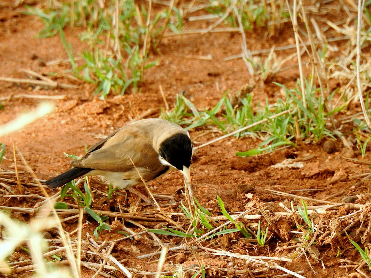 Black-capped Social-Weaver - ML523794041