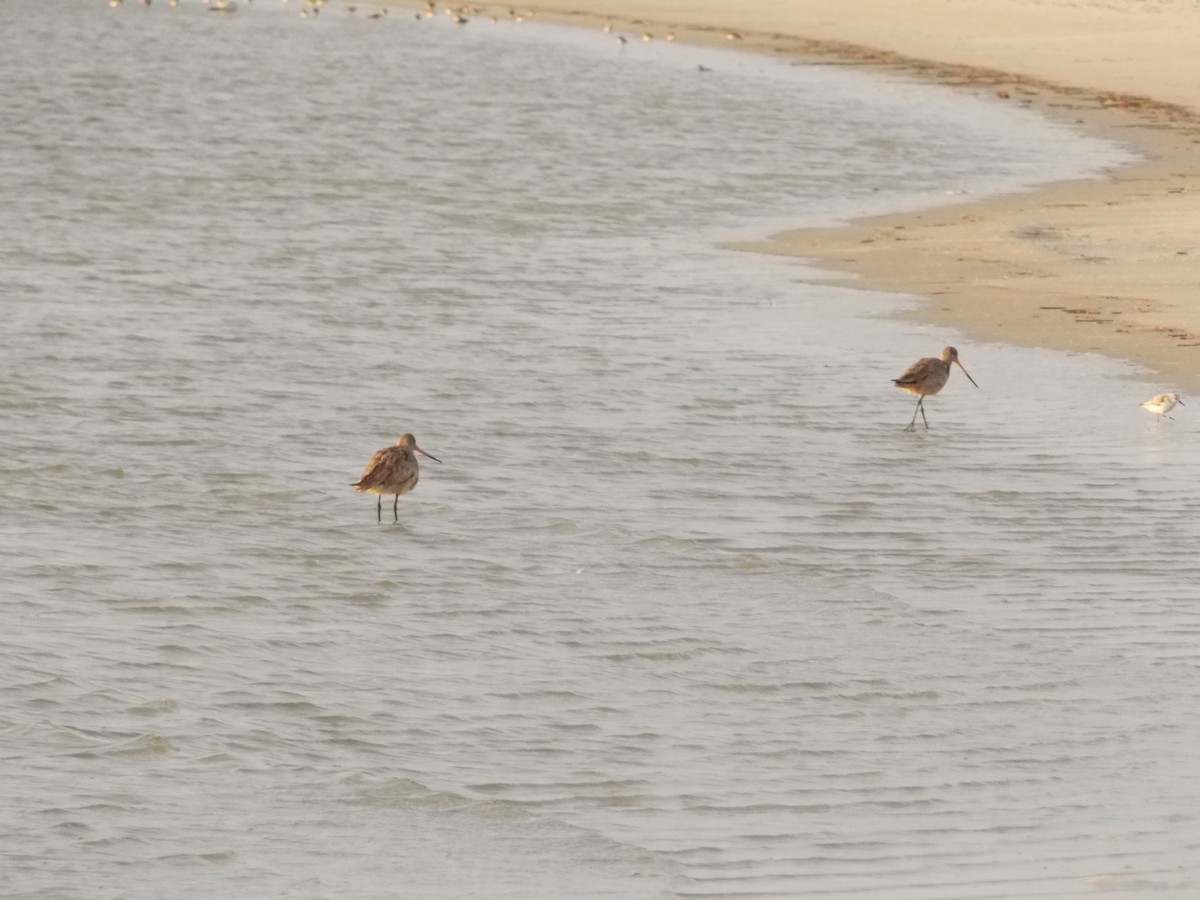 Marbled Godwit - ML52379431