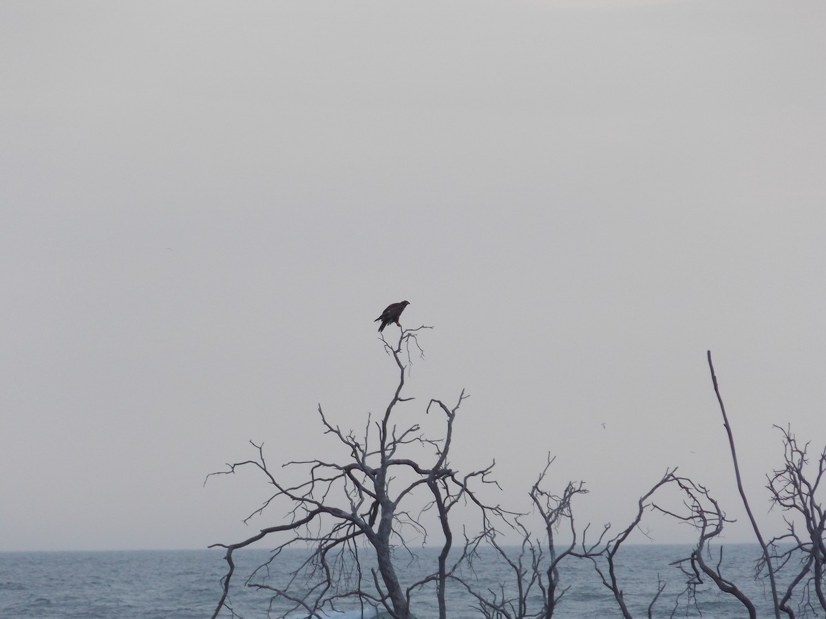 Weißkopf-Seeadler - ML52379451