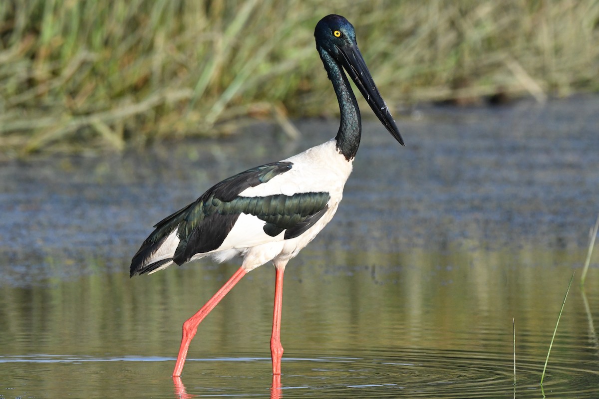 Black-necked Stork - ML523795351