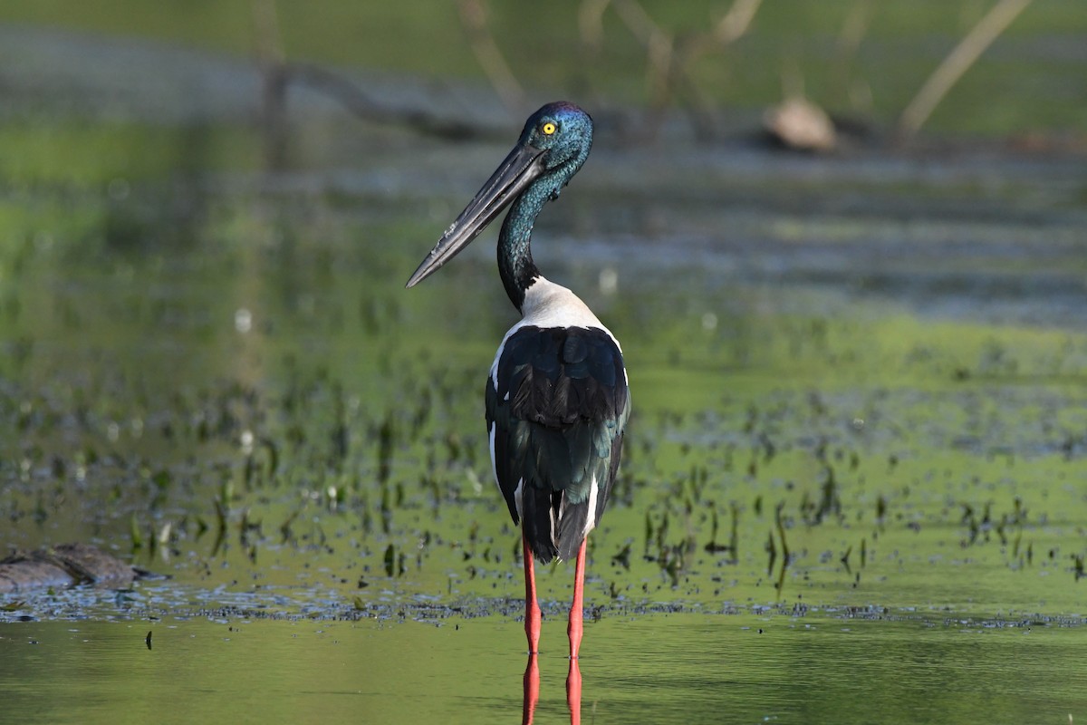 Black-necked Stork - ML523795361