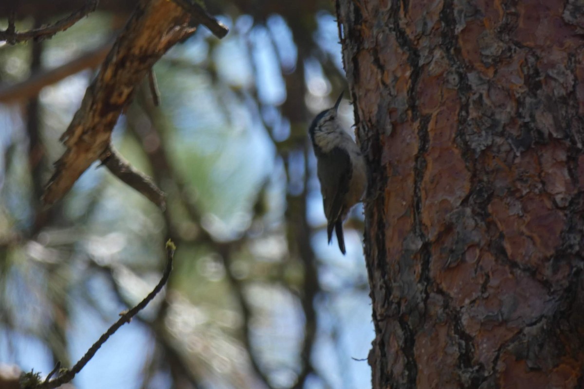 White-breasted Nuthatch - ML523796151