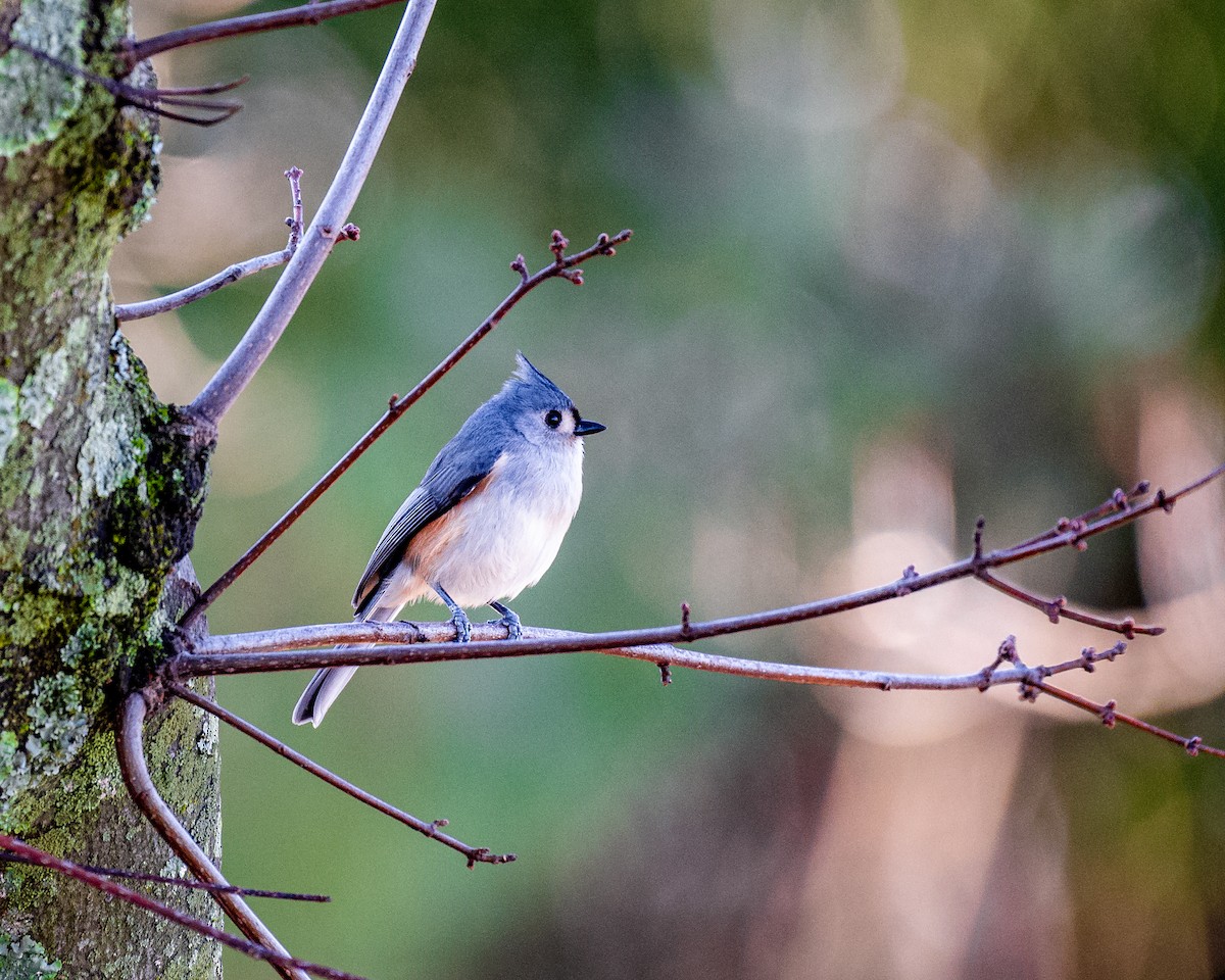 Tufted Titmouse - ML523796711