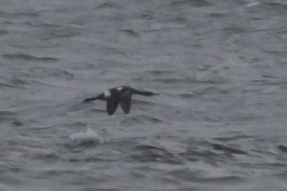 Red-necked Grebe - ML523796721