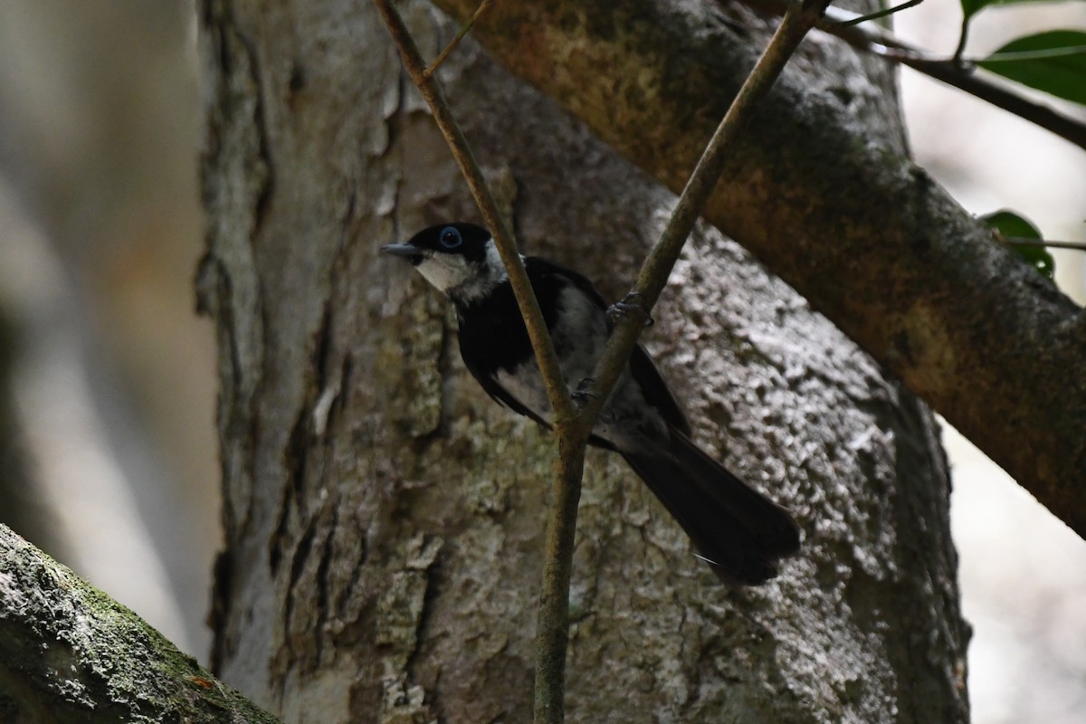 Pied Monarch - ML523797031