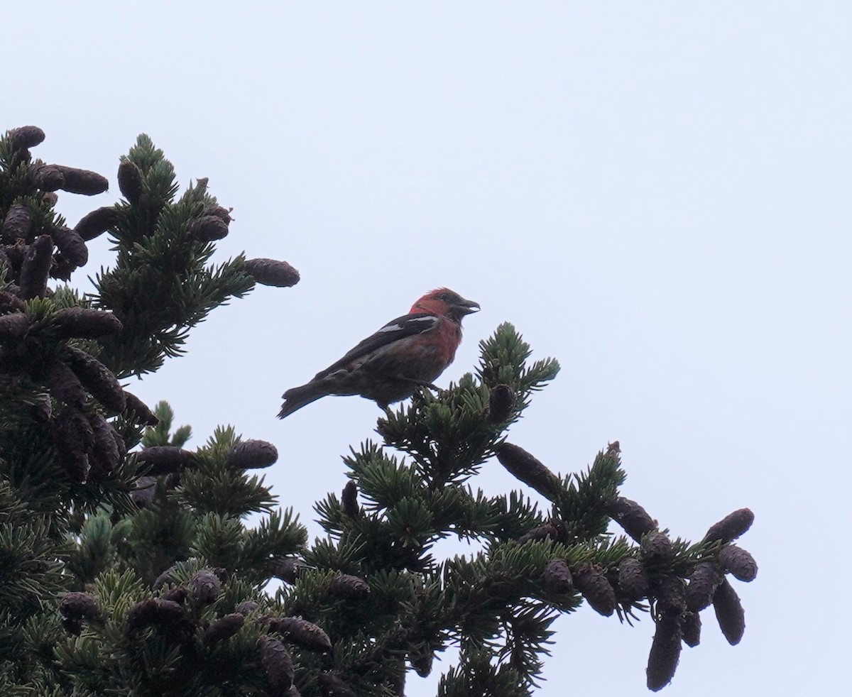 White-winged Crossbill - ML523797151