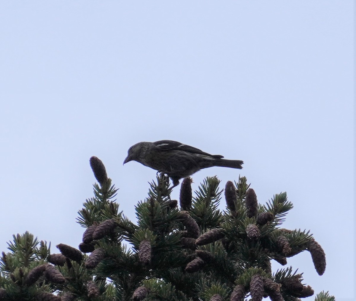 White-winged Crossbill - ML523797161