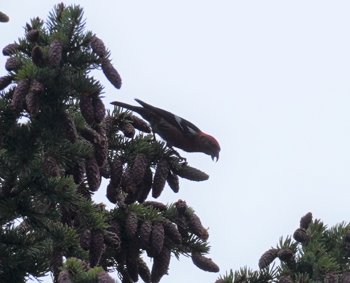 White-winged Crossbill - ML523797201