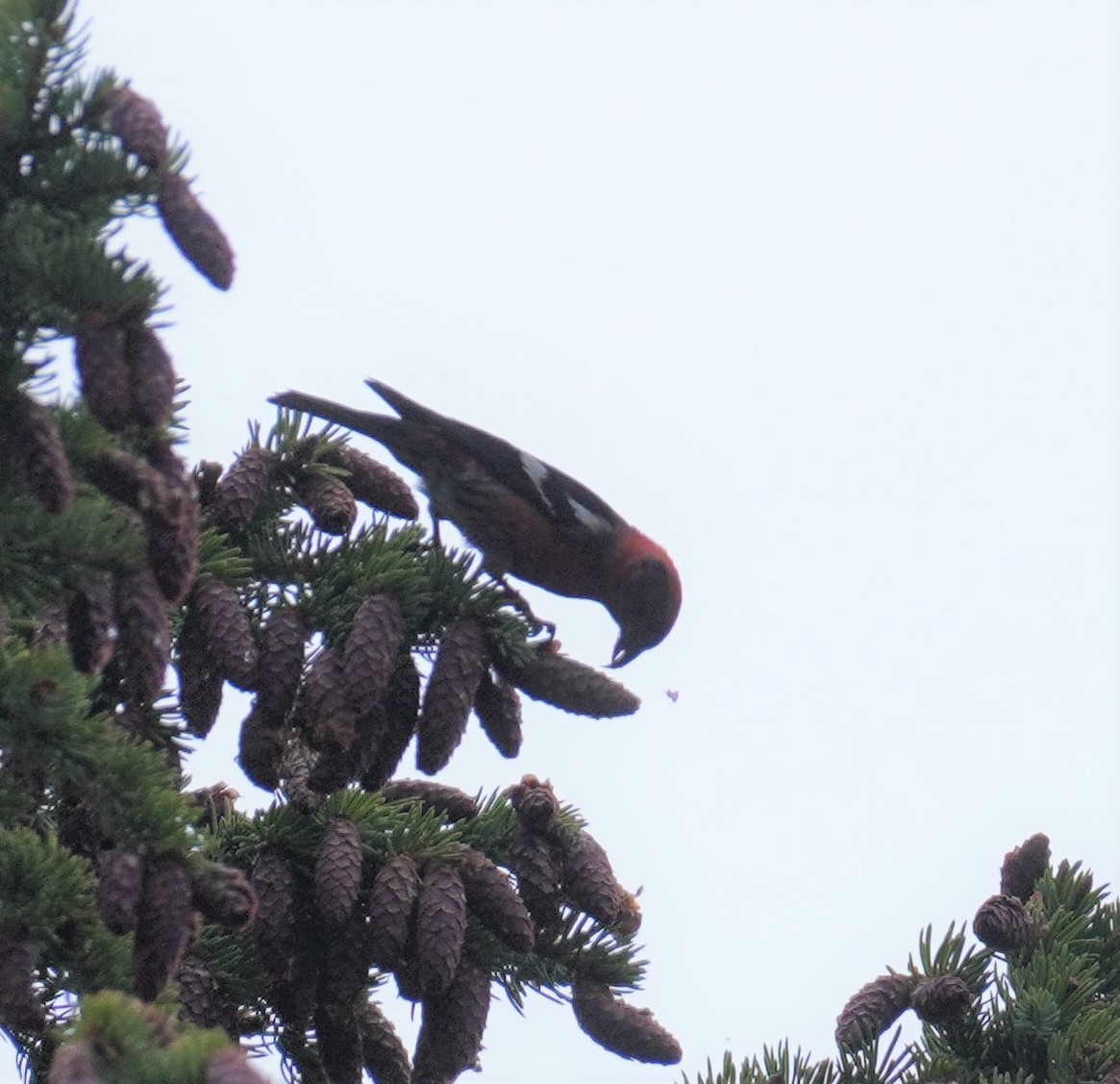 White-winged Crossbill - ML523797211